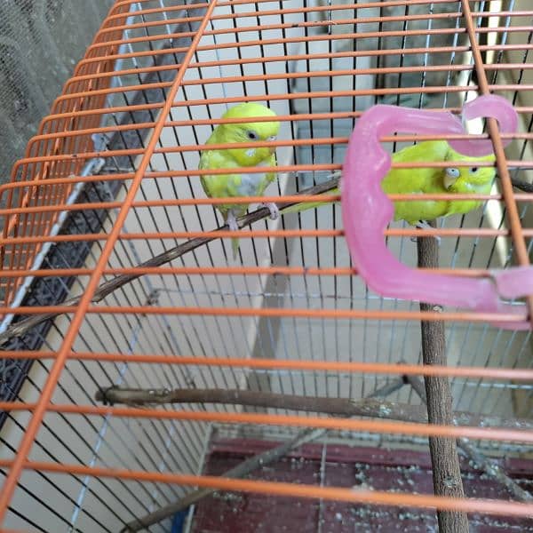 Budgies cage 24x18x14 4