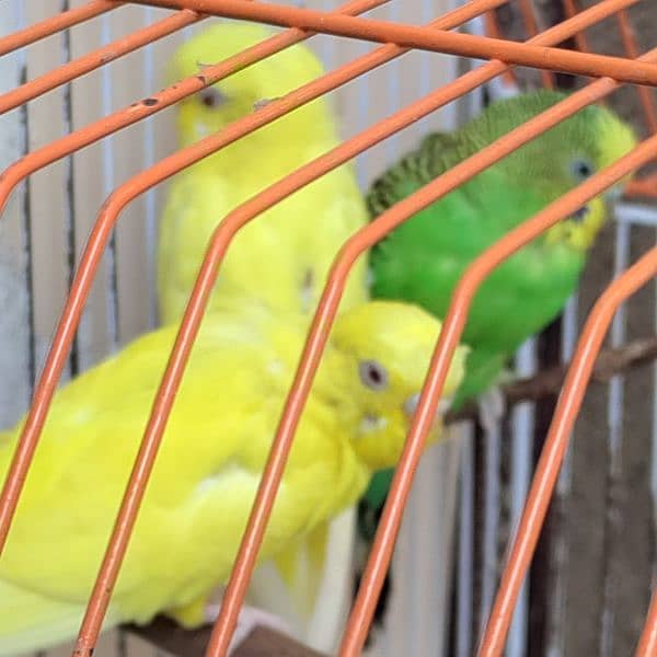 Budgies cage 24x18x14 5