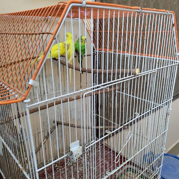 Budgies cage 24x18x14 7