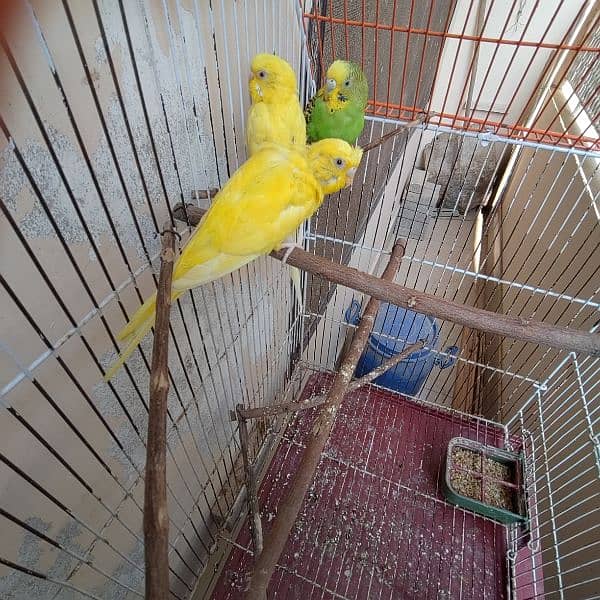 Budgies cage 24x18x14 8