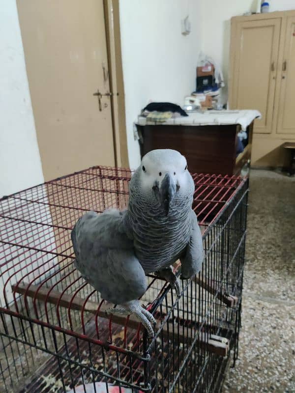 Pair African Grey Parrot 7