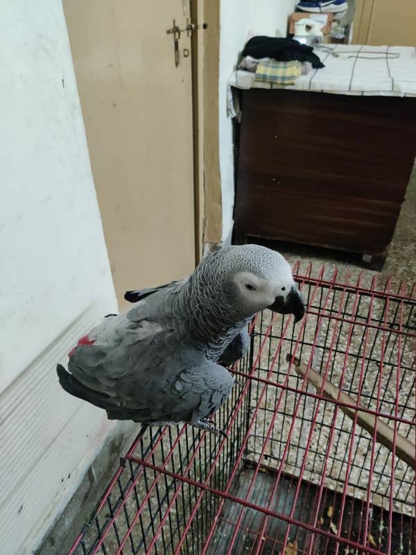 Pair African Grey Parrot 8