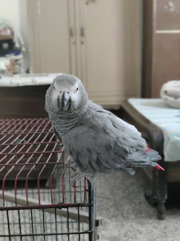 Pair African Grey Parrot 9