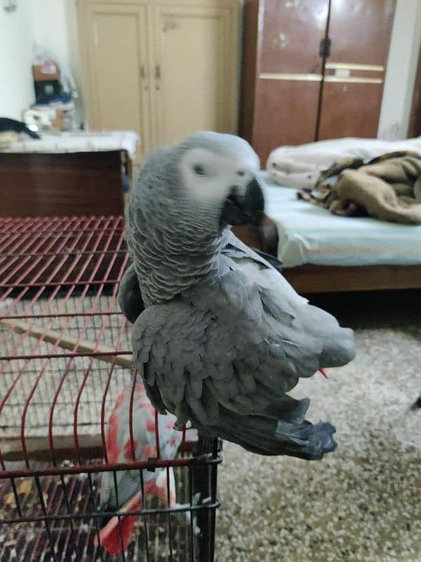 Pair African Grey Parrot 10