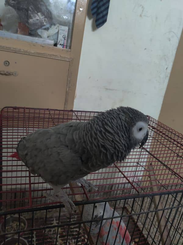 Pair African Grey Parrot 11