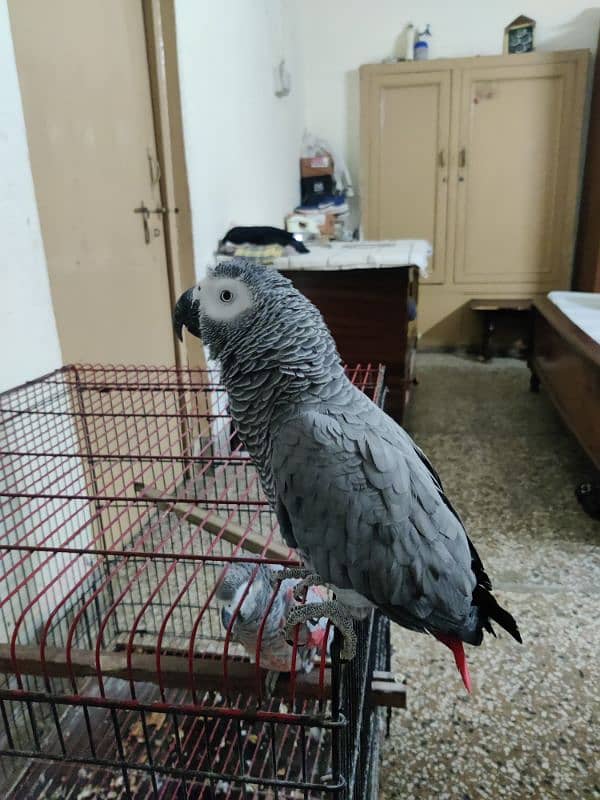 Pair African Grey Parrot 12