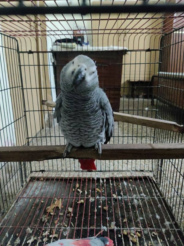 Pair African Grey Parrot 13