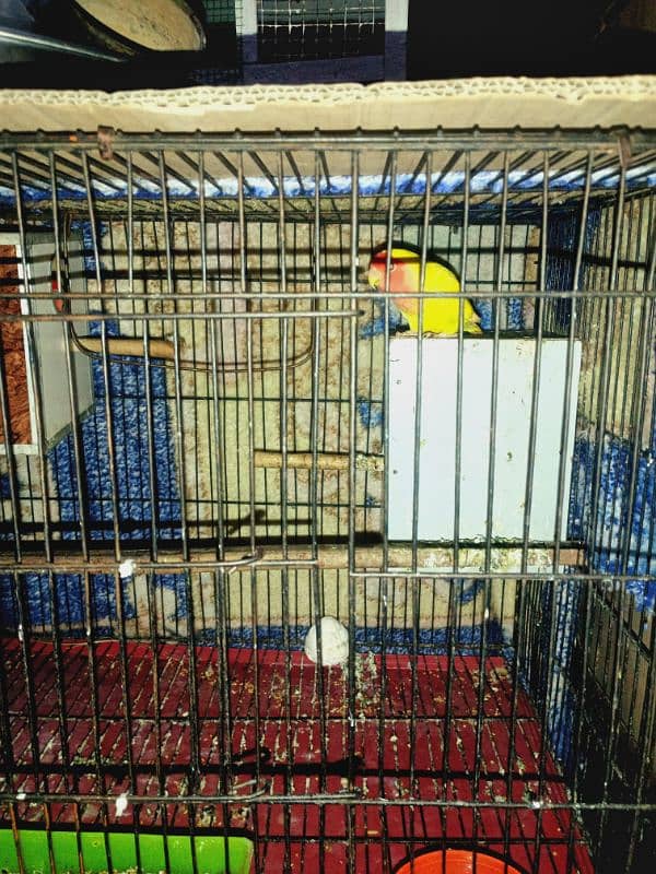 on love birds 2 Pair & 2by 3 cage 1