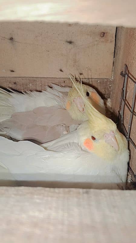 common white cocktail x plaid female with egg available for sale 1