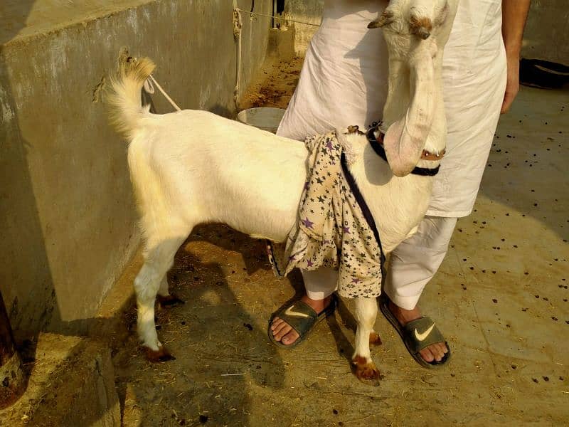 kamori bakra bakri dumbi 7