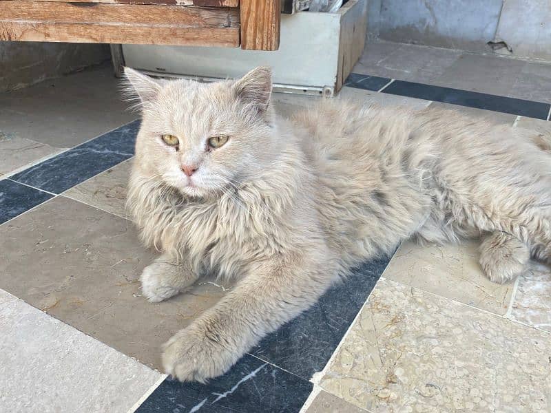 triple coated Persian tom cat 1