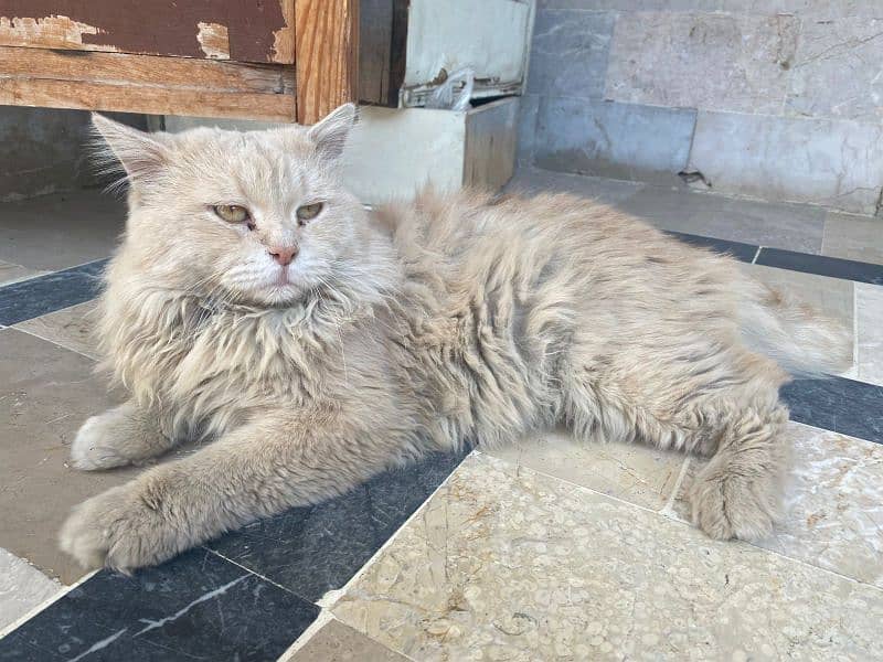 triple coated Persian tom cat 2