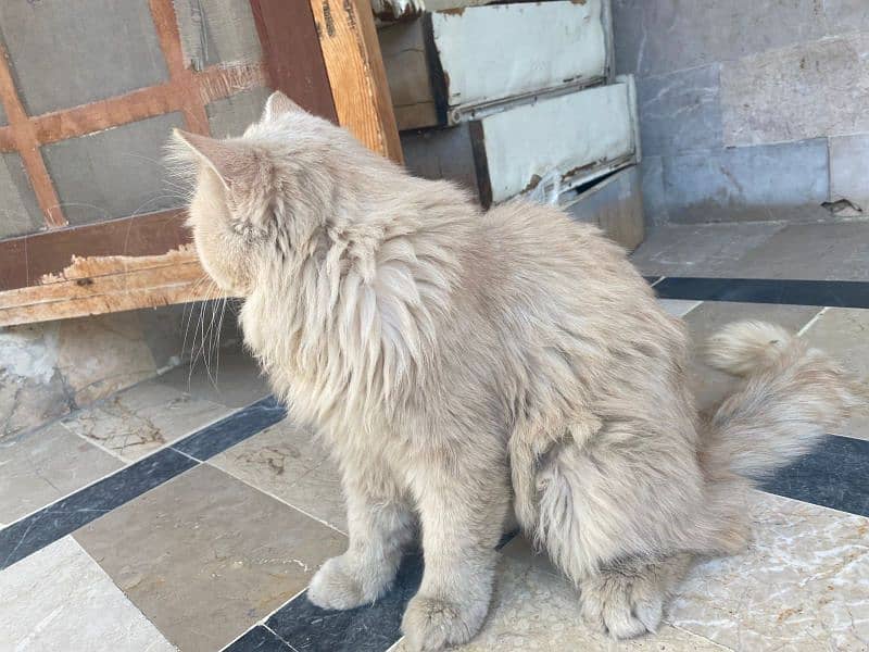 triple coated Persian tom cat 3