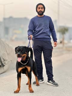 rottweiler male puppy