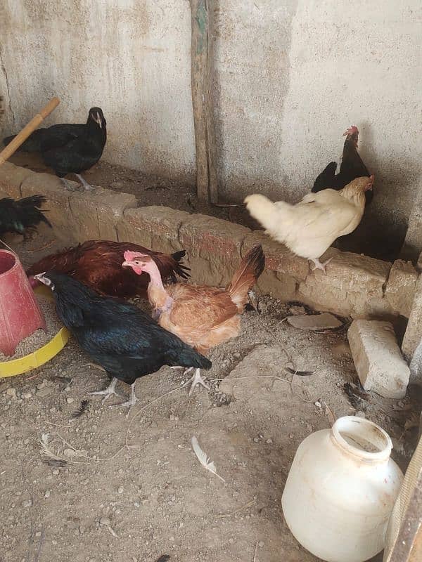 Hens and Cock 0