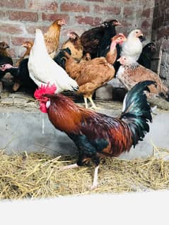 Desi Murga with Hens