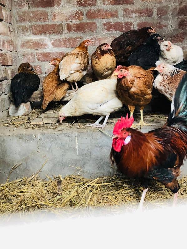 Desi Murga with Hens 1