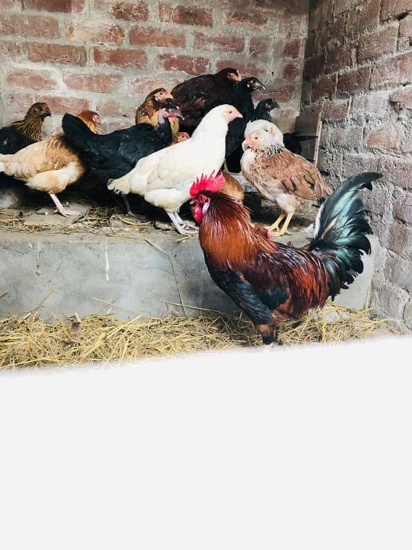 Desi Murga with Hens 3