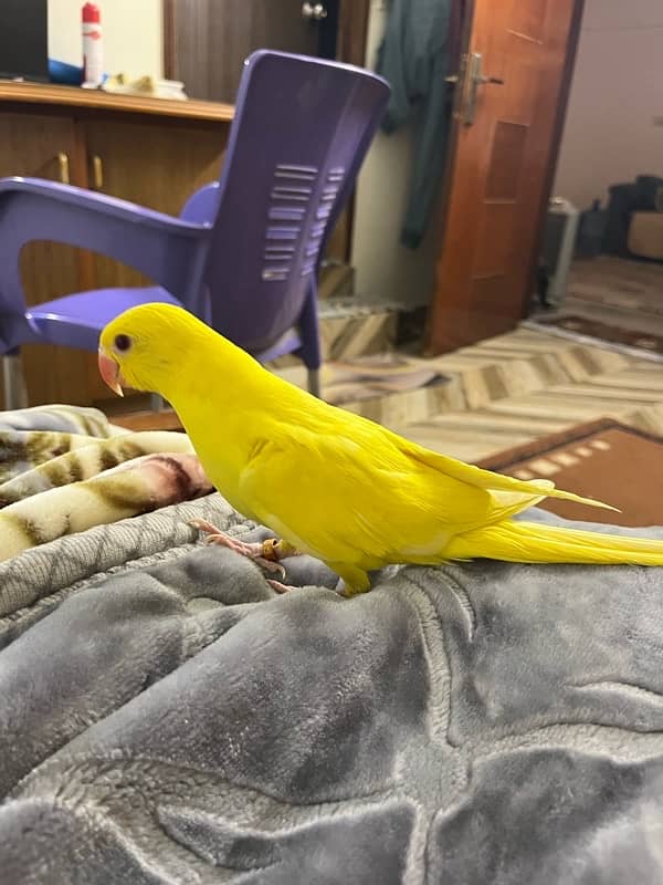 YELLOW RINGNECK HANDTAME AND FLYTAME 0