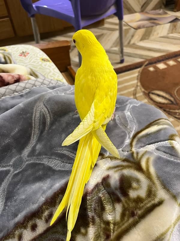 YELLOW RINGNECK HANDTAME AND FLYTAME 1