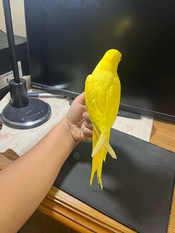 YELLOW RINGNECK HANDTAME AND FLYTAME 2