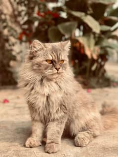 Persian cat female beautiful ready for kittens only serious buyer