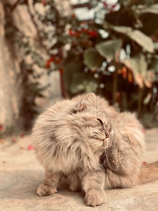 Persian cat female beautiful ready for kittens only serious buyer 1