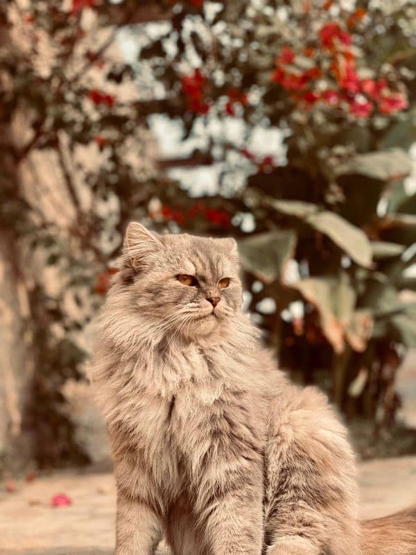 Persian cat female beautiful ready for kittens only serious buyer 2