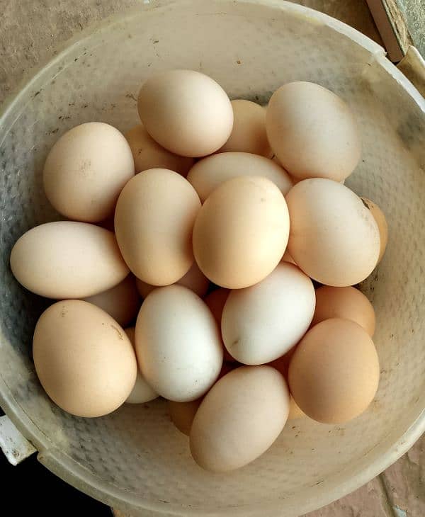 Desi eggs available Whatsapp 03332757911 0