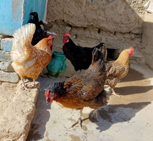 Desi eggs available Whatsapp 03332757911 5