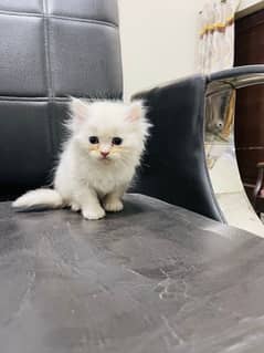 PERSIAN CAT/ KITTENS AVAILABLE FOR SALE