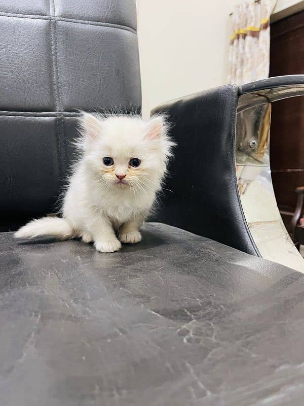 PERSIAN CAT/ KITTENS AVAILABLE FOR SALE 0