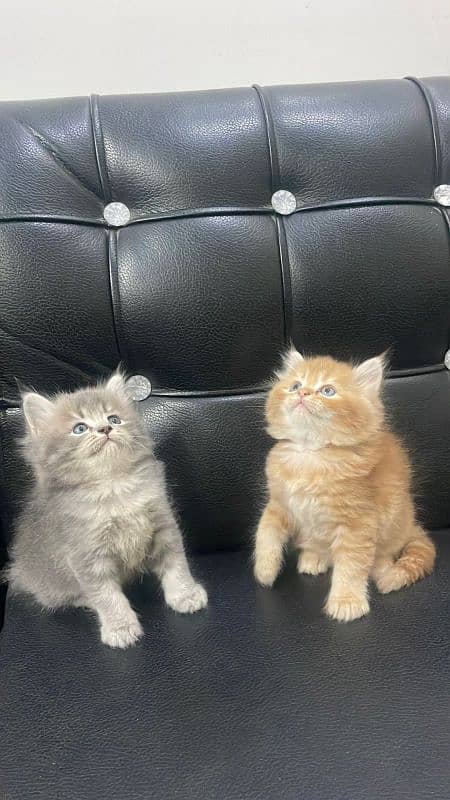 PERSIAN CAT/ KITTENS AVAILABLE FOR SALE 1