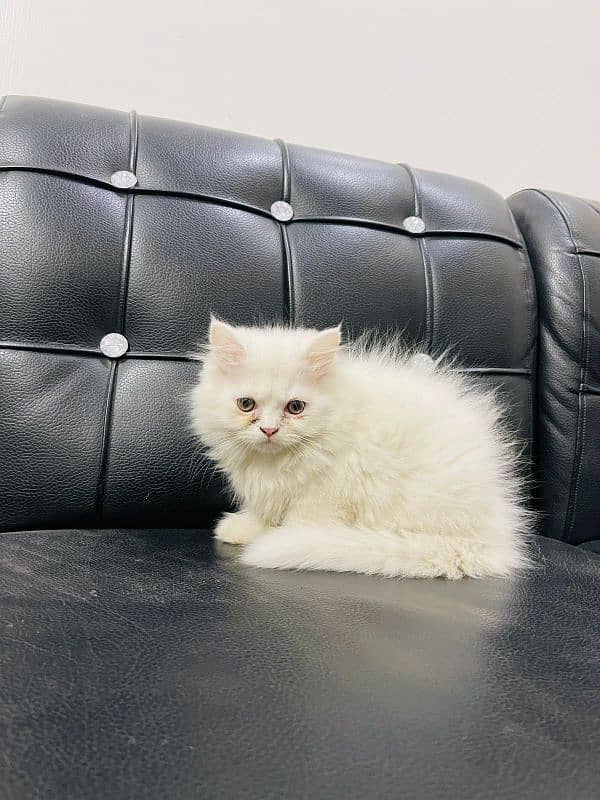 PERSIAN CAT/ KITTENS AVAILABLE FOR SALE 6