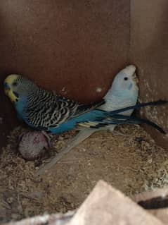 2 budgies pair with chicks and cage