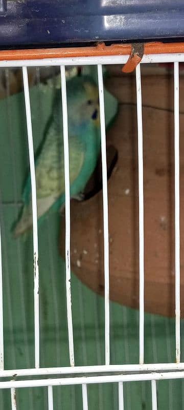 2 breeder budgies pair with chiks and cage 5