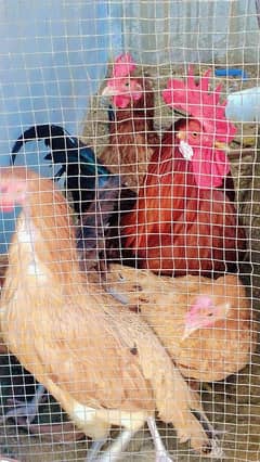 1 Male Desi murga and 4 Desi murgi for sale