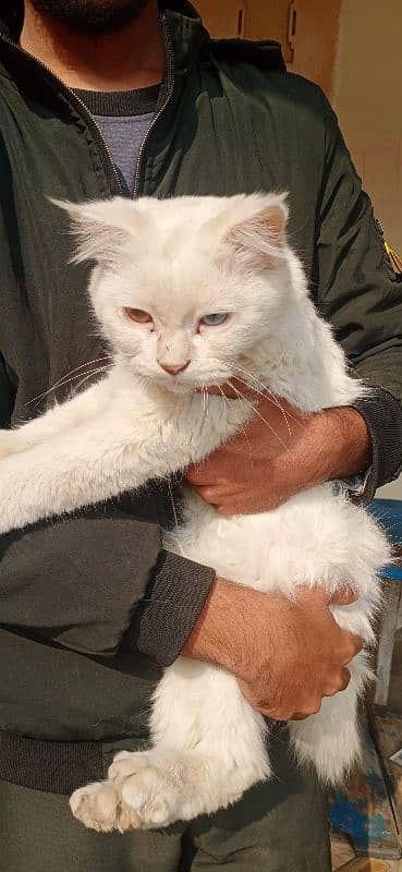 Persion odd eyes female cat Whatsapp 0308/1173762 2