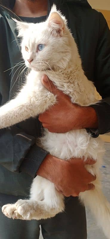 Persion odd eyes female cat Whatsapp 0308/1173762 3