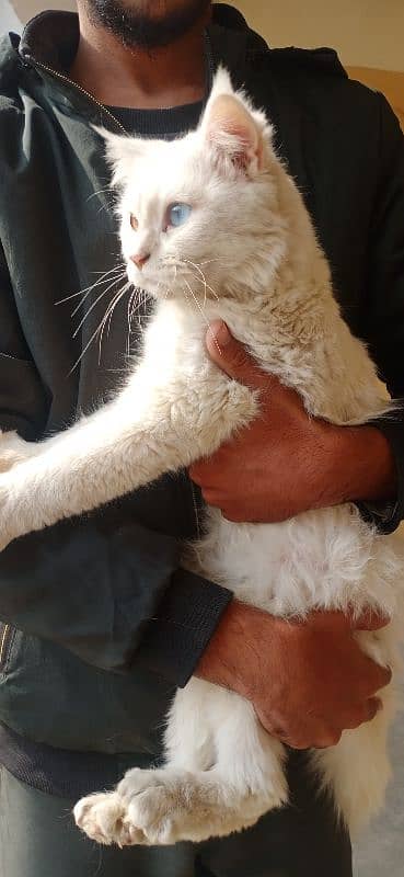 Persion odd eyes female cat Whatsapp 0308/1173762 4