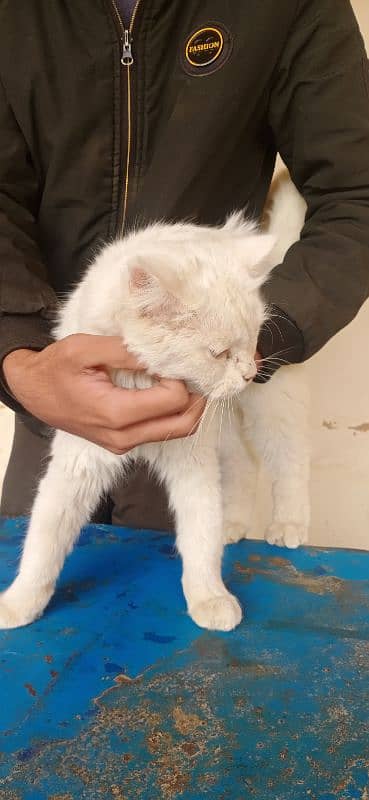 Persion odd eyes female cat Whatsapp 0308/1173762 5