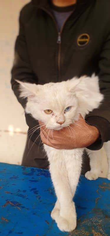 Persion odd eyes female cat Whatsapp 0308/1173762 6