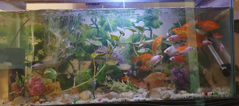 fish Aquarium 0