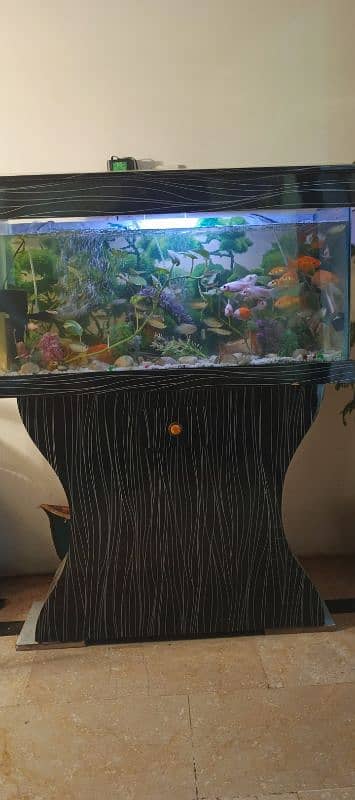 fish Aquarium 1