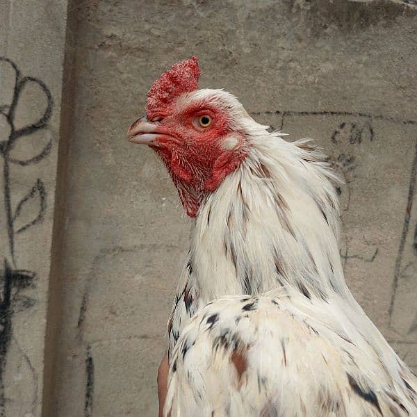 aseel hens for sale 5