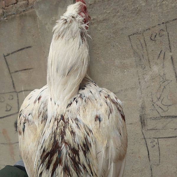 aseel hens for sale 6