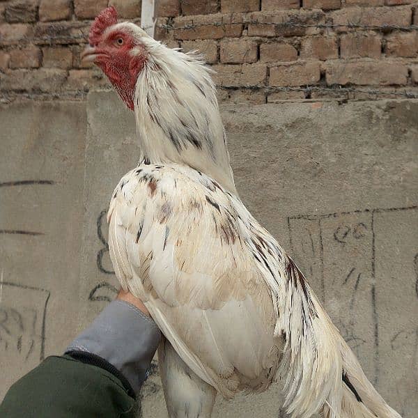 aseel hens for sale 7