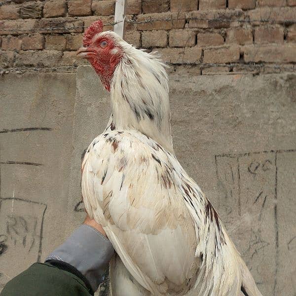 aseel hens for sale 8