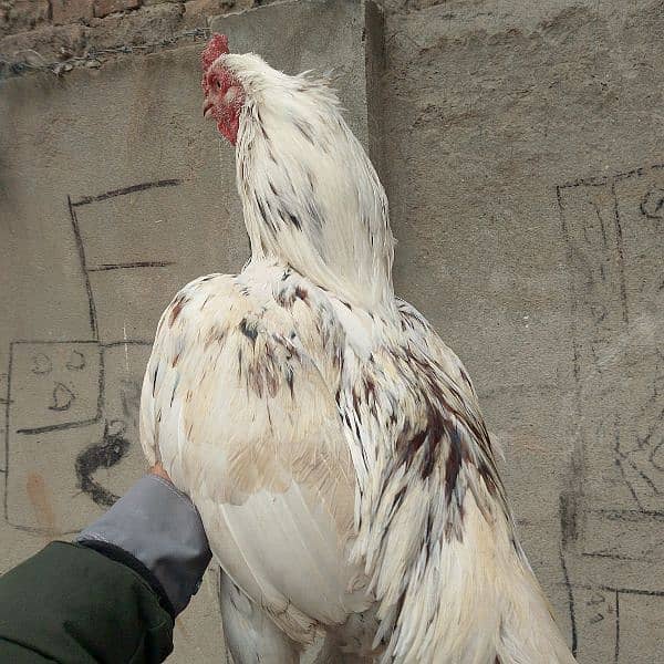 aseel hens for sale 9