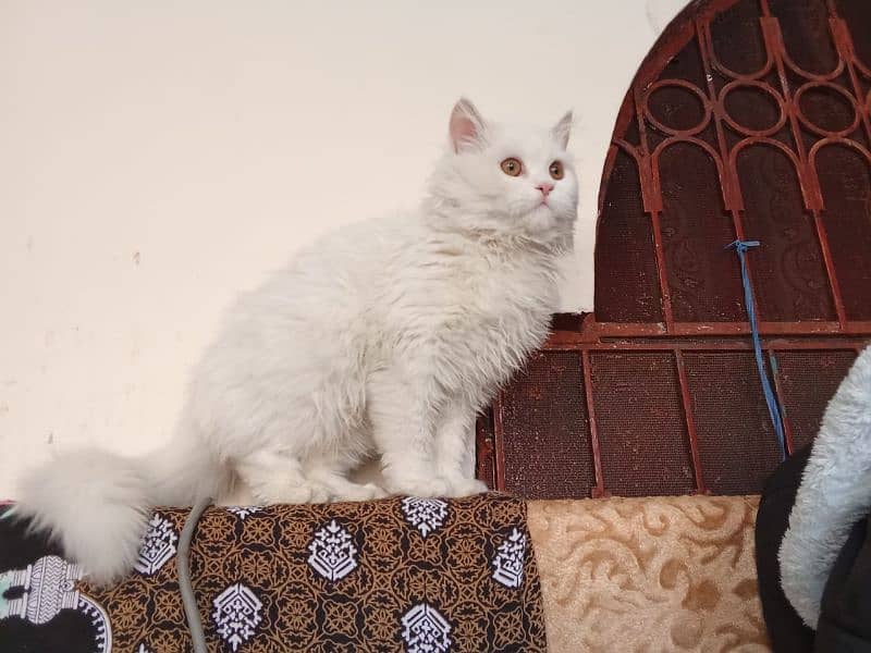 Persian Cat for Sale 0